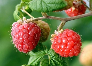 raspberries