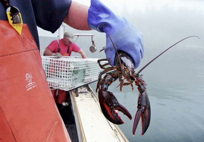 Maine’s lobster industry