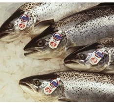 Scottish farmed salmon