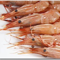 shrimp