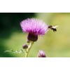 Natural Organic Milk Thistle Extract, high purity Silymarin