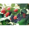 Mulberry Extract- Anthocyanin