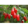 Goji(Wolf) Berry Powder-Polysaccharides