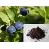 Bilberry Extract-Anthocyanidin