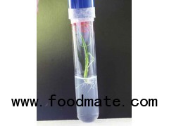 Agar Agar - Plant & Tissue Culture Grade