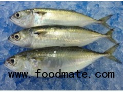 Indian Mackerel