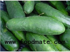 Fresh Cucumber