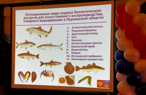 Russia salmon