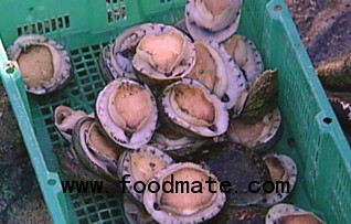  abalone