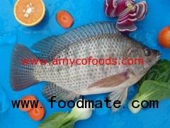 Tilapia Whole Round frozen