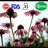 Natural 4：1 Echinacea Extract