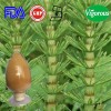 Natural 7:1 horsetail extract