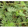 Tribulus Terrestris Extract Powder