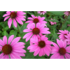 Echinacea Purpurea Extract Powder