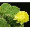 Cactus Extract for weight loss