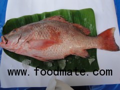 Red snapper