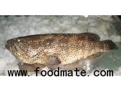 Black spotted grouper