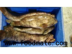 Brown spotted Grouper