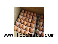 Fresh Chicken Eggs ROYAL