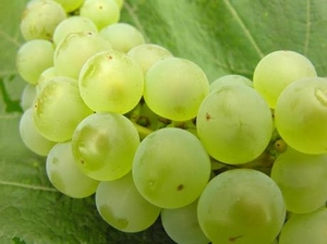 grape production