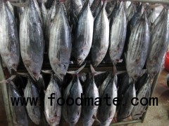 Skipjack Tuna