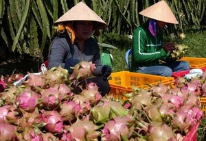 Vietnam Fruit