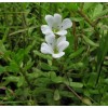 Bacopa Monnieri Powder Extract