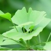 Ginkgo Biloba Powder Extract