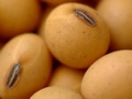 Soybeans slide despite bullish acreage outlook