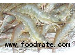 vannamei shrimp