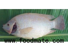 RED TILAPIA