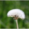 Dandelion root extract