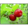 Acerola Cherry Extract