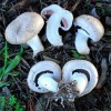 Agaricus blazei Extract