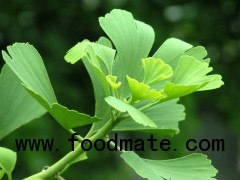 Gingko Biloba leaf extract