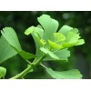 Gingko Biloba leaf extract