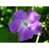 Periwinkle Extract