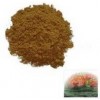 Reishi Mushroom Extract