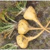 Maca Root Extract