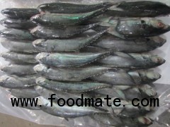 HORESE MACKEREL