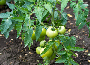 Green Tomato