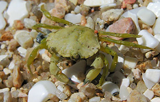 green crabs