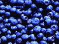 USDA allows Chile blueberry fumigation in U.S. ports