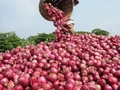 India: Onion sowing in Gujarat has increases 417%