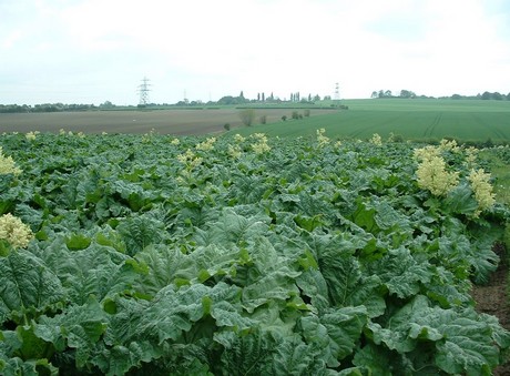 rhubarb