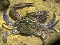 Philippines sets new crab conservation rules