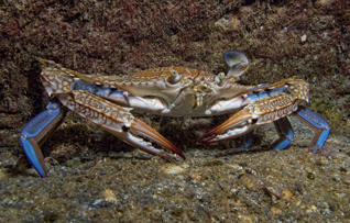 blue swimming crab