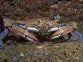 Indonesian trade group sets minimum crab size