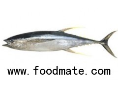 YELLOWFIN TUNA WHOLE ROUND