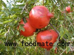 pomegranate